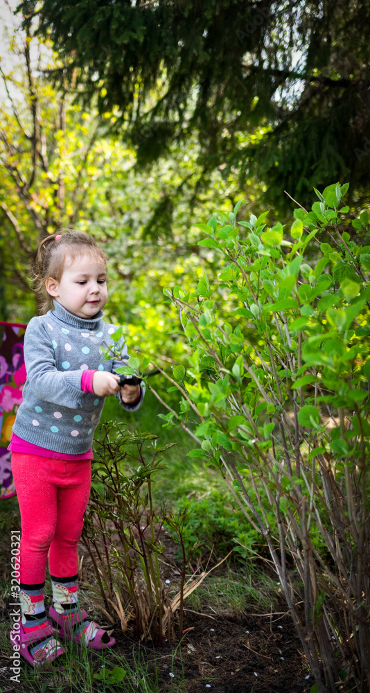 the child cuts the bush with scissors in the garden, the child helps parents the child cuts the bush with scissors in the garden, the child helps parents
