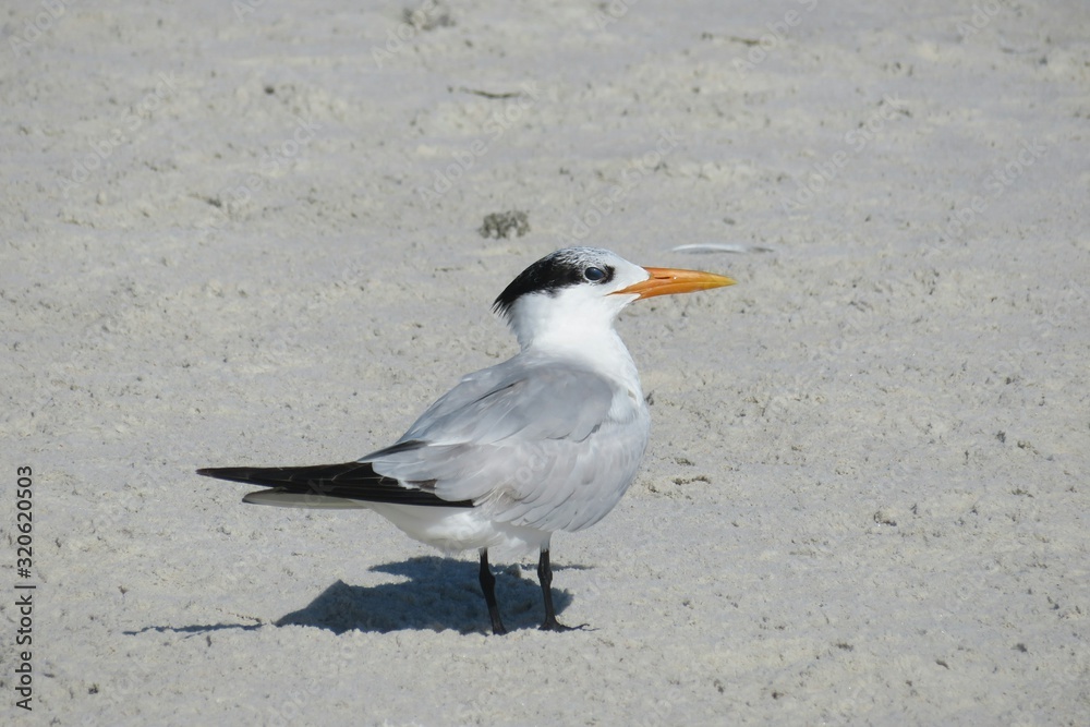 Royal tern on sand background in Atlantic coast of North Florida, closeup Royal tern on sand background in Atlantic coast of North Florida, closeup