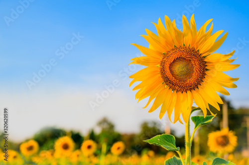 Close-up of sunflower and blue sky