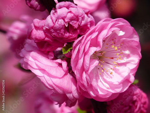 Mehrere rosa Blüten der Ziermandel