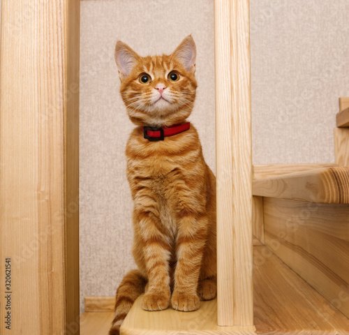 Red-headed kitten sitting on wooden stairs and looks up