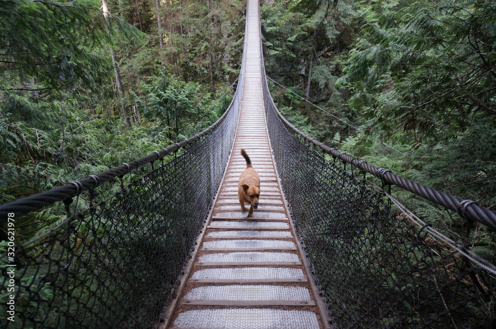 Fototapeta premium Dog crosses Lynn Canyon suspension bridge. I better wait here. North Vancouver, Canada.