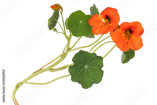Fotografía nasturtium flower isolated