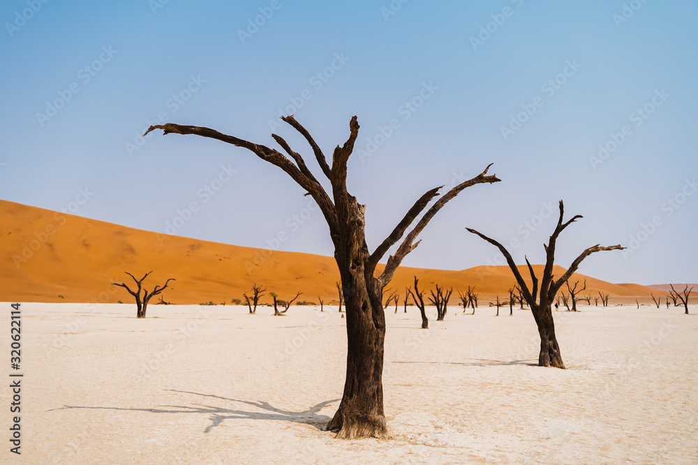 dead tree in hot dry desert sand dead tree in hot dry desert sand