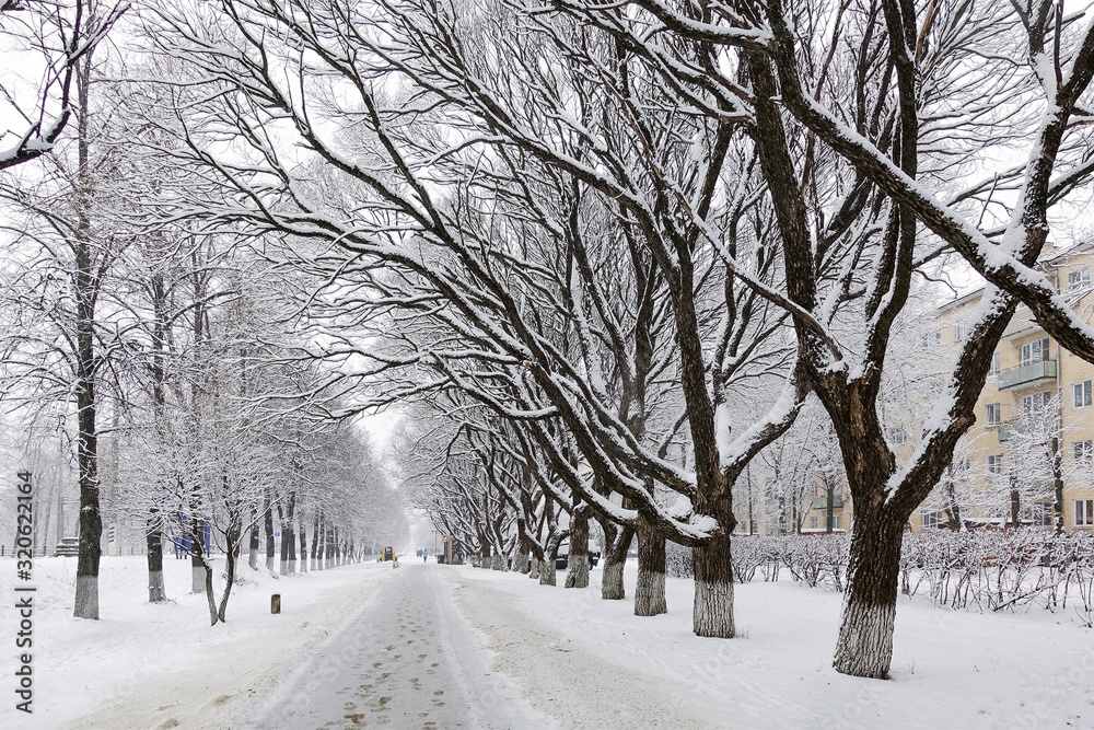 Snow-covered trees in a city park. Fairytale winter landscape