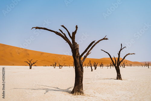 dead tree in hot dry desert sand