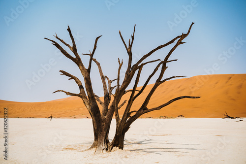 lone dead trees in hot sand desert with sun