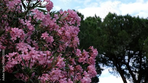 Roma. Flores, buganvilla,  en primavera. Lazio, Italia, Europa. photo