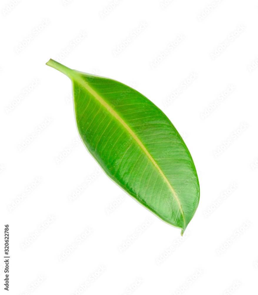 Obraz premium Green leaf of a tropical flower ficus elastica isolated on white background without shadows