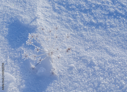 Background of frozen plants covered with snow. Texture of snow and snowflakes. beautiful winter landscape. frozen grass, clear frosty weather. winter season.