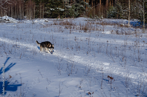 Young Siberian Husky dog black and white color in the snowy winter sunny day in the forest.