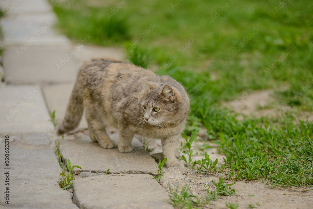 The cat walks along the path among the grass The cat walks along the path among the grass