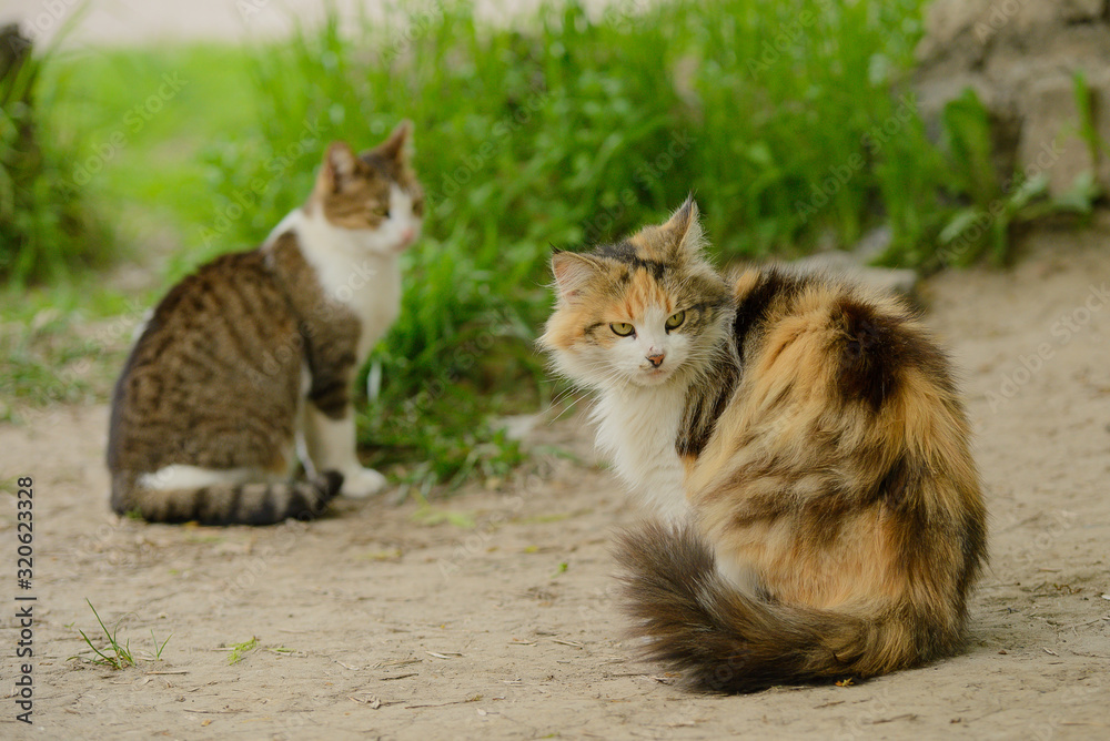 Two cats are sitting near the grass Two cats are sitting near the grass