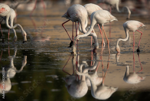 Greater Flamingos feeding and dramatic reflection on water at Tubli bay in the morning, Bahrain