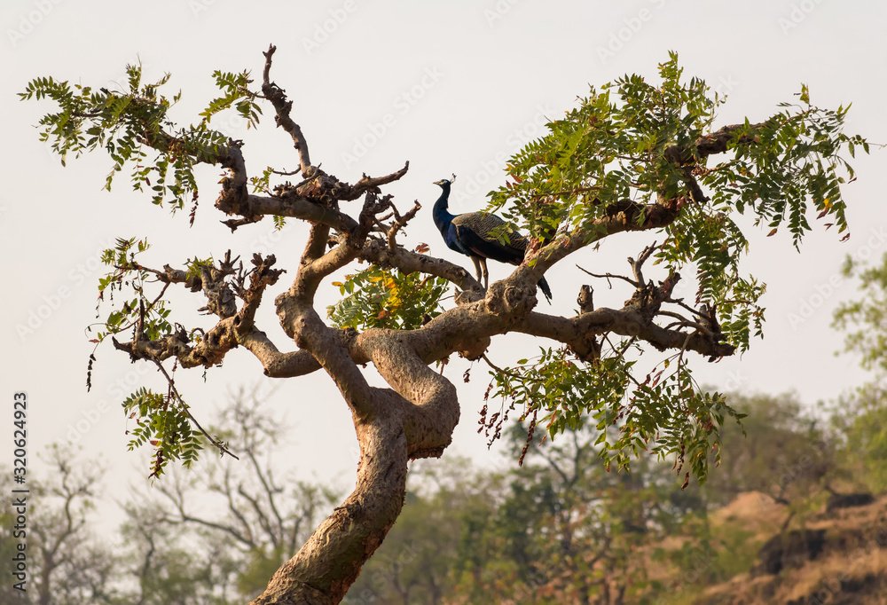 A peacock stands on top of the branches of a tree inside the jungles of the Gir National Park in Gujarat, India. A peacock stands on top of the branches of a tree inside the jungles of the Gir National Park in Gujarat, India.