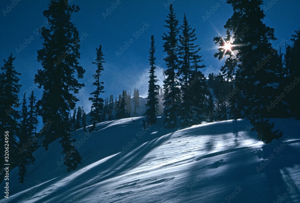 Sun, snow, and trees Sun, snow, and trees