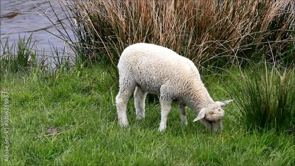 white lamb is grazing near a river