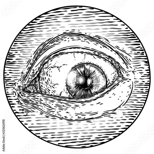 All seeing eye symbol element variation. Alchemy, religion, spirituality and occultism tattoo ink art. Vision of providence and conspiracy theory. Hand drawing in flash tattoo style artwork. Vector.