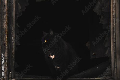 beautiful black cat on a black background
