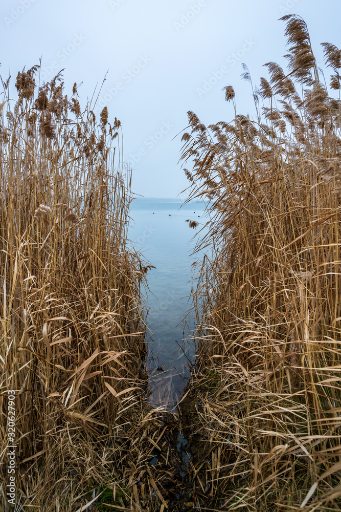 Brown reed and a blue lake in autumn - obrazy, fototapety, plakaty 