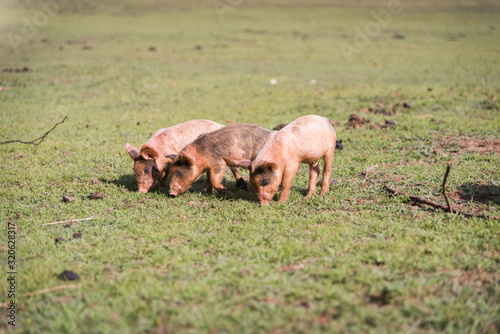 Fototapeta Naklejka Na Ścianę i Meble -  Baby pigs roaming in a field. 