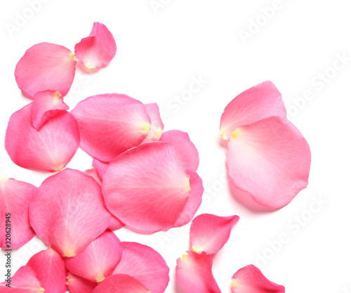 Fresh pink rose petals on white background  top view