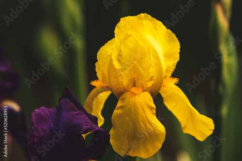 yellow and purple iris flower