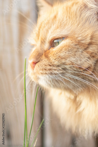 Big red cat sniffs the grass in the yard © Annashou
