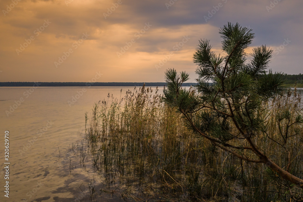 Tranquil summer evening landscape. dusk twilight over a lake with a pine branch and a coastal reed in shallow water against a cloudy lilac sky with copy space