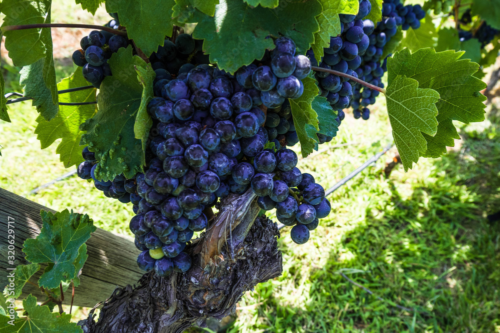 Close-up view of grape-bearing vines in a vineyard. Mendoza, Argentina.