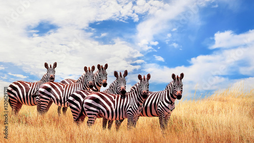 Group of wild zebras in the African savanna against the beautiful blue sky with white clouds. Wildlife of Africa. Tanzania. Serengeti national park. African landscape.