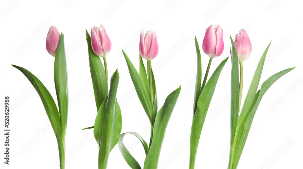 Obraz premium Beautiful pink spring tulips on white background
