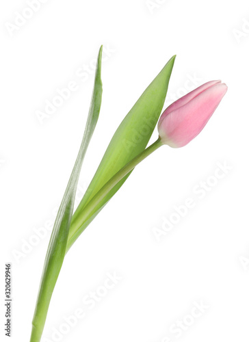 Beautiful pink spring tulip on white background