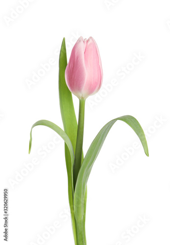 Beautiful pink spring tulip on white background © New Africa