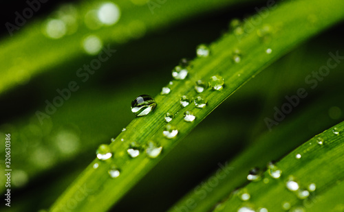 water drops on green grass