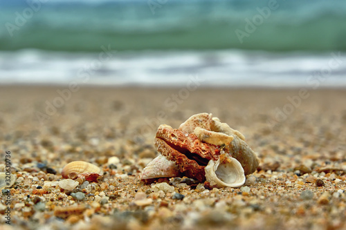 Group of shells on the shore