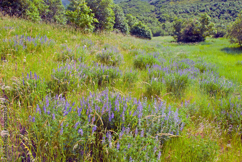 Meadow with flowers