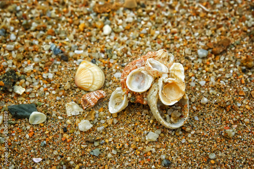sea shells on the beach © nekrasov50