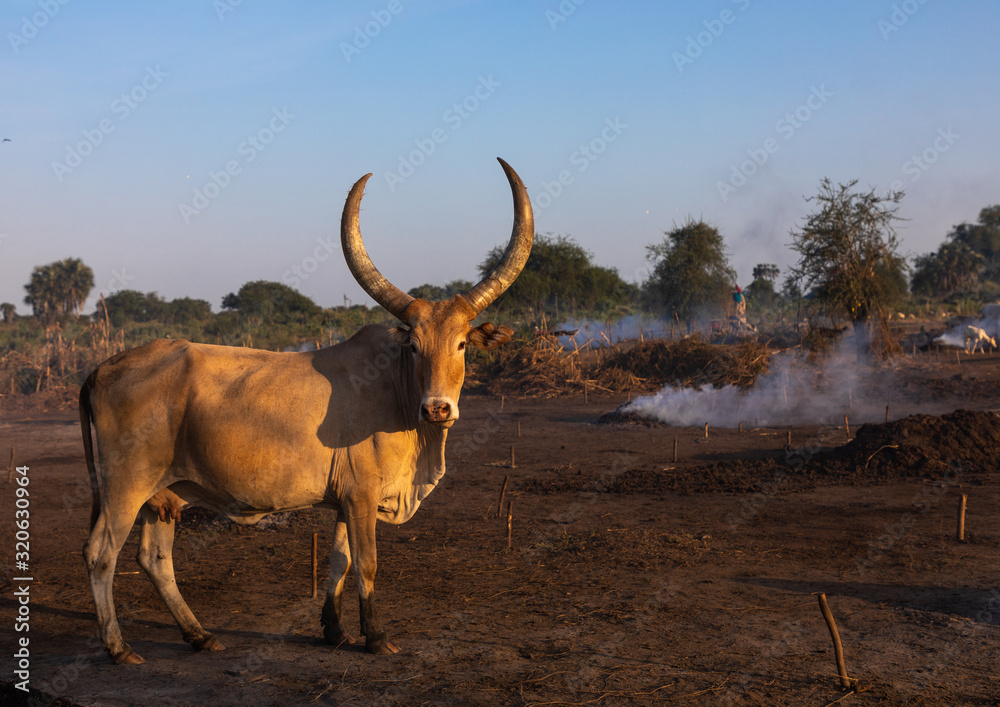 Long horns cows in a Mundari tribe camp standing in front of bonfires to prevent from mosquitoes bites, Central Equatoria, Terekeka, South Sudan Long horns cows in a Mundari tribe camp standing in front of bonfires to prevent from mosquitoes bites, Central Equatoria, Terekeka, South Sudan