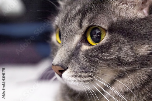 Close up handsome grey tabby british shorthair cat with yellow reflecting eyes