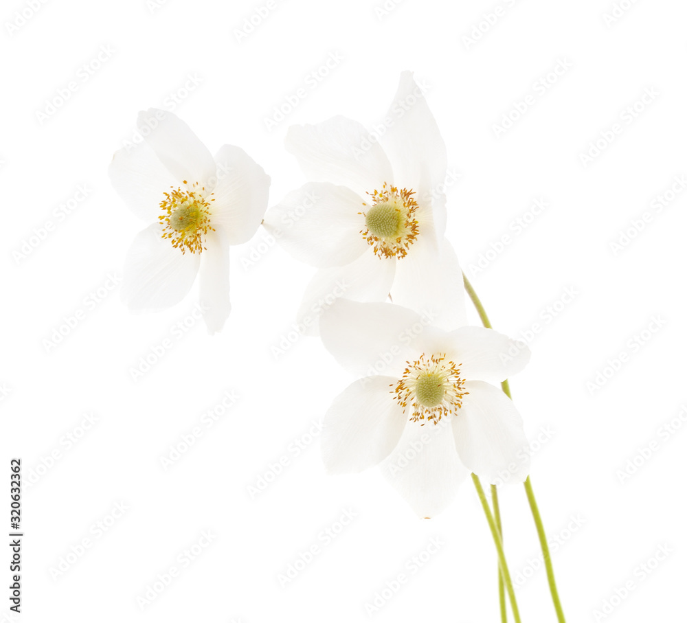 Obraz premium Bouquet white anemone.