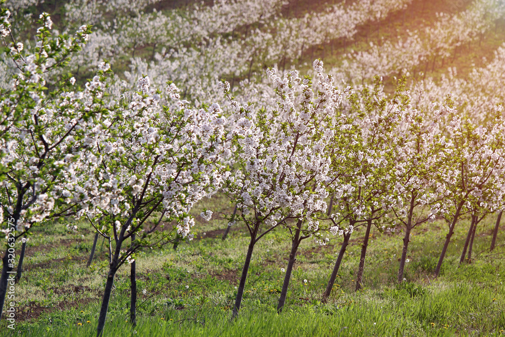 cherry orchard in spring landscape agriculture cherry orchard in spring landscape agriculture