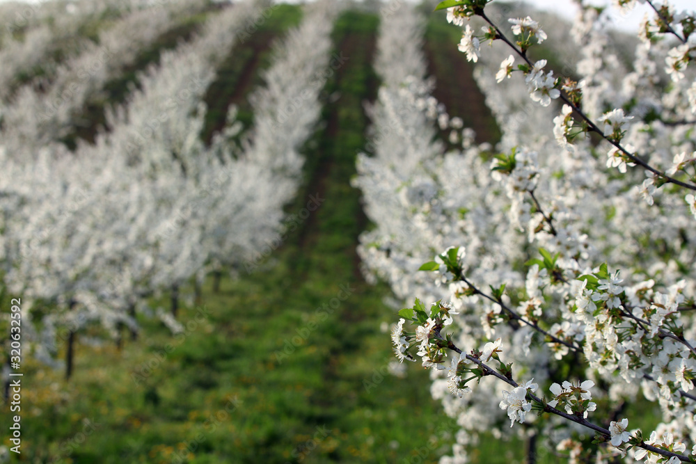 cherry orchard in spring season landscape agriculture
