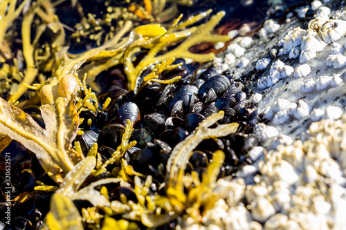 Sea mollusks Semibalanus balanoides on the littoral of the White Sea at low tide. View of the limestone houses of crustaceans from above. photo