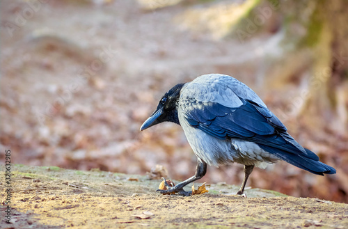 Obraz na plátně Big crow with a walnut on the ground.
