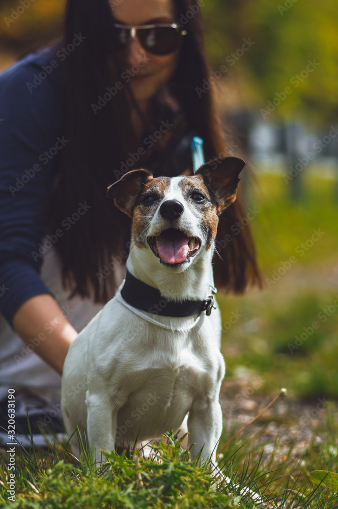 dog on grass