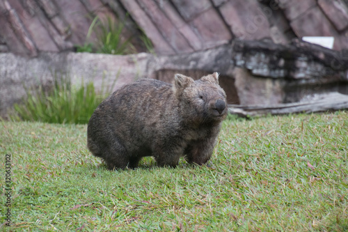 A cute wombat on the meadow
