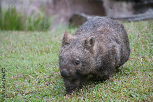A cute wombat on the meadow