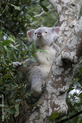 a koala in the tree