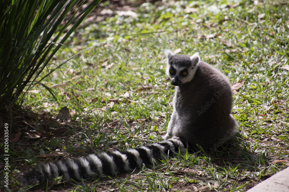 Obraz premium Photo of a Lemur